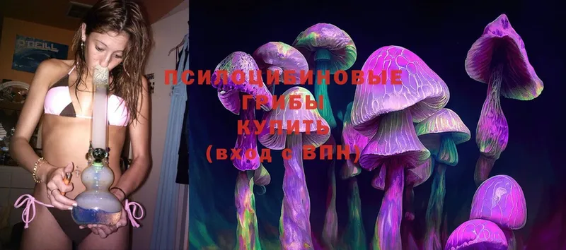 дарнет шоп  Болхов  Псилоцибиновые грибы Psilocybe 